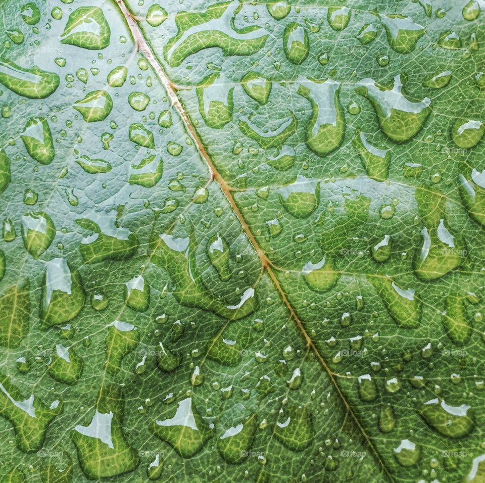 Wet leaf