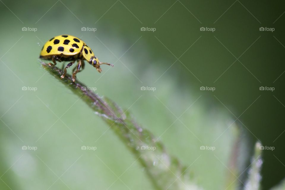 Yellow Ladybug on top of leaf