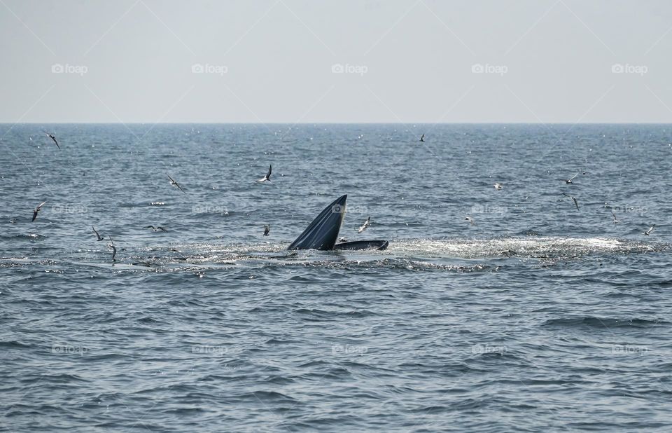 Bullda whales are chasing small fish.