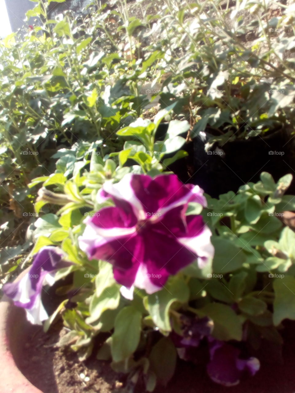 my home flower..