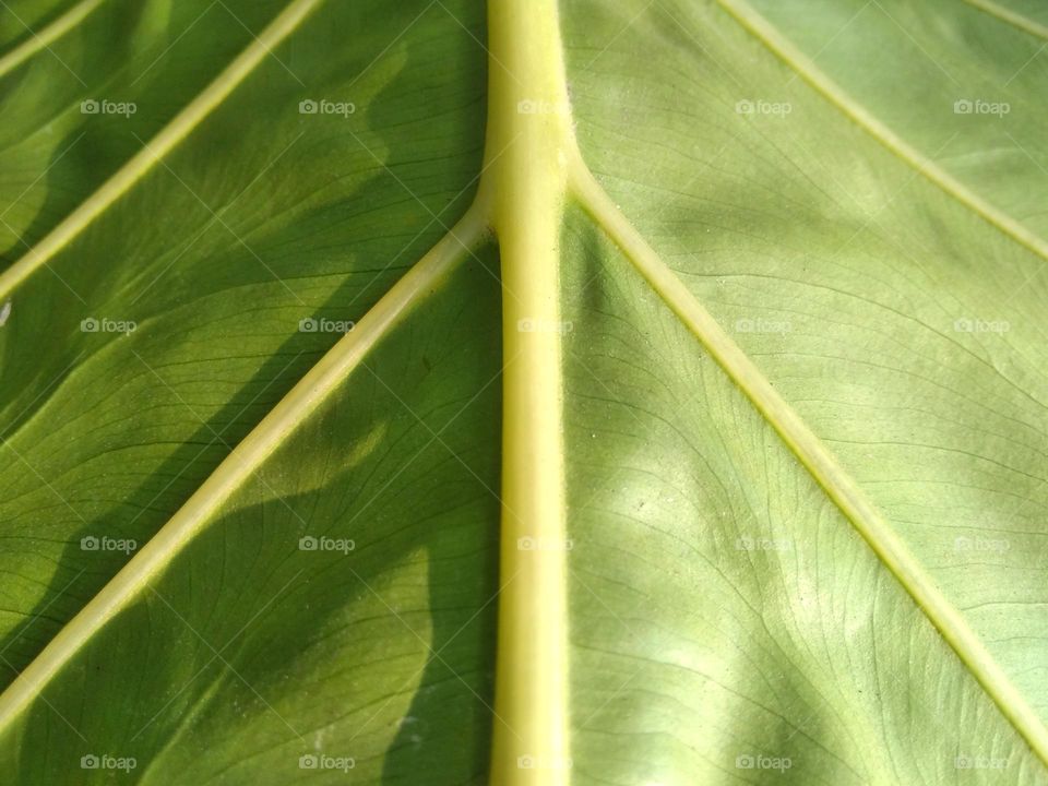 Triangle on green leaf