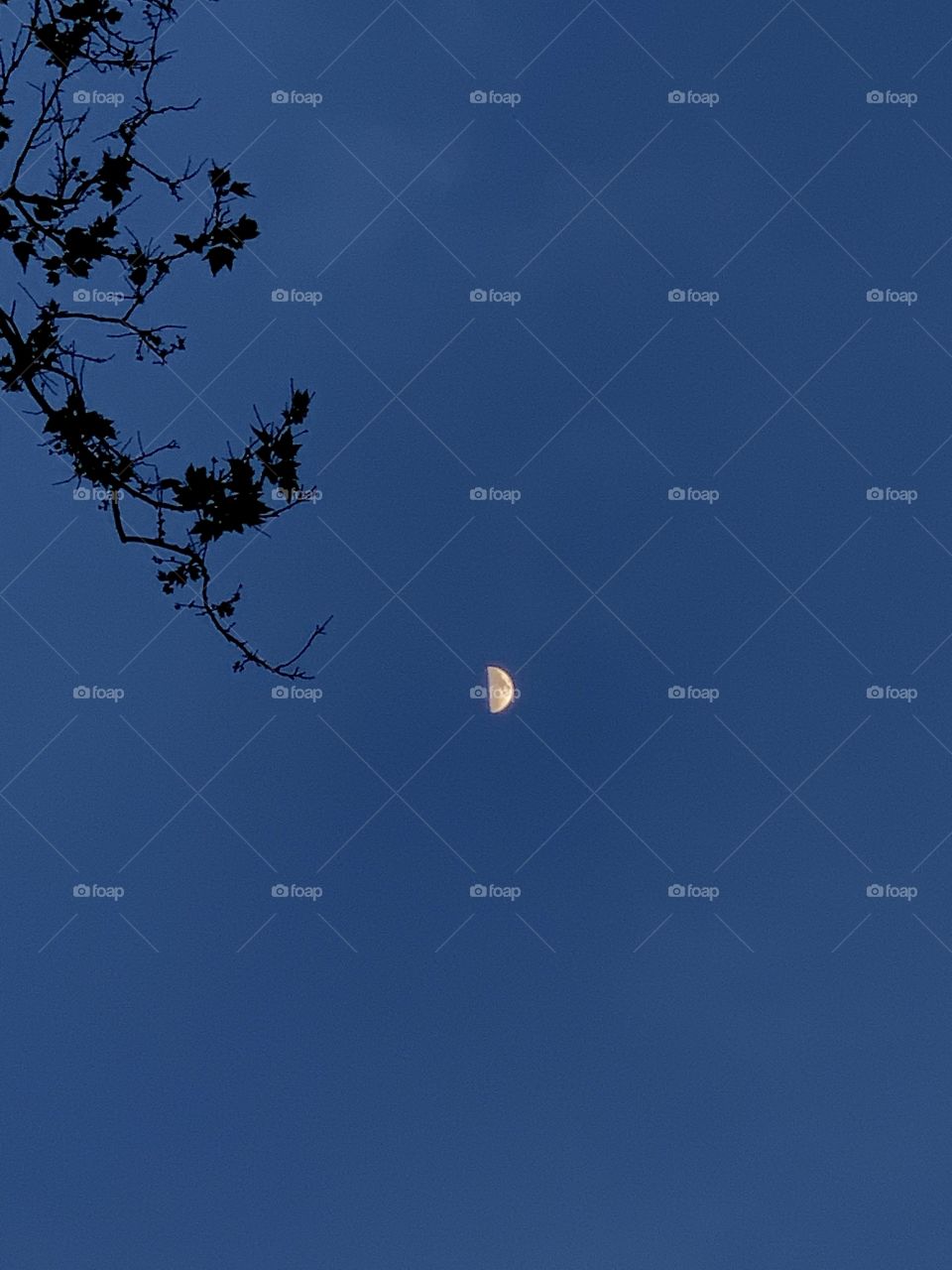 Half moon shot during dusk. Blue sky, sky blue, space. Skies beauty during the night with leaves.