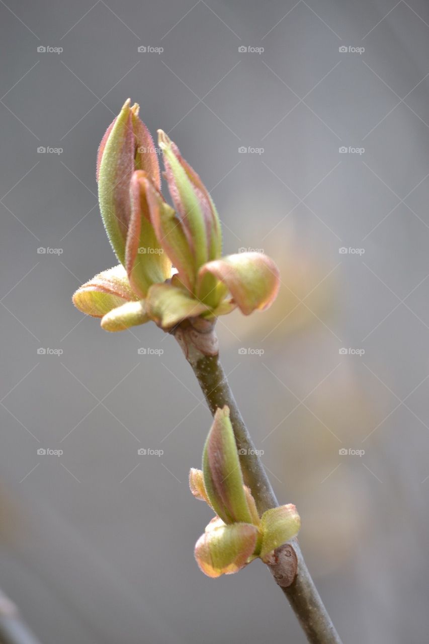 Emerging Bud