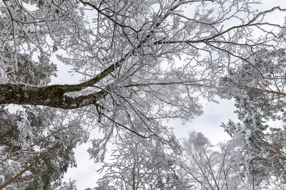 Winter forest