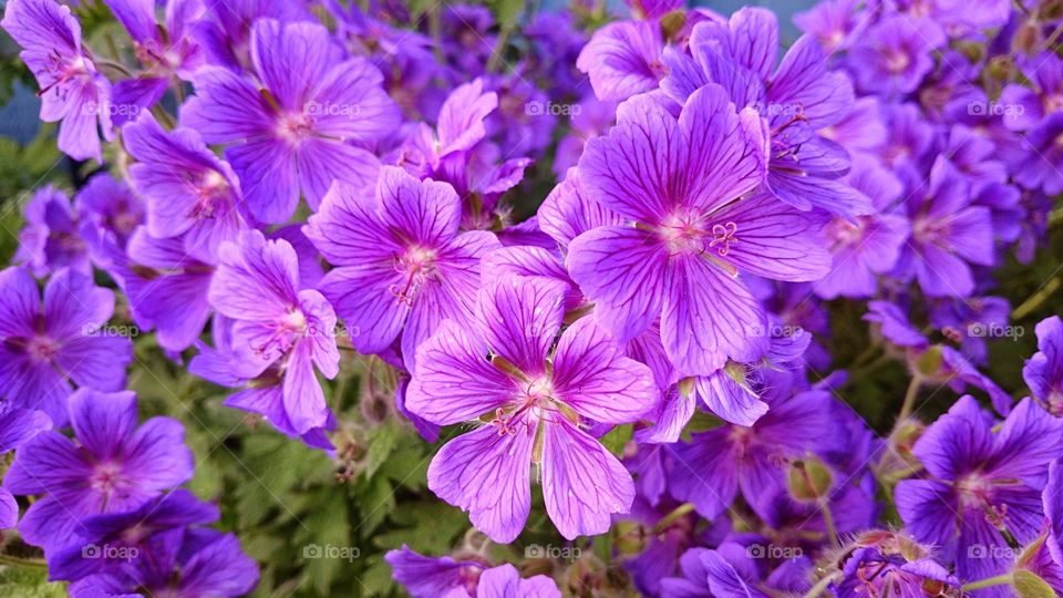 purple flowers