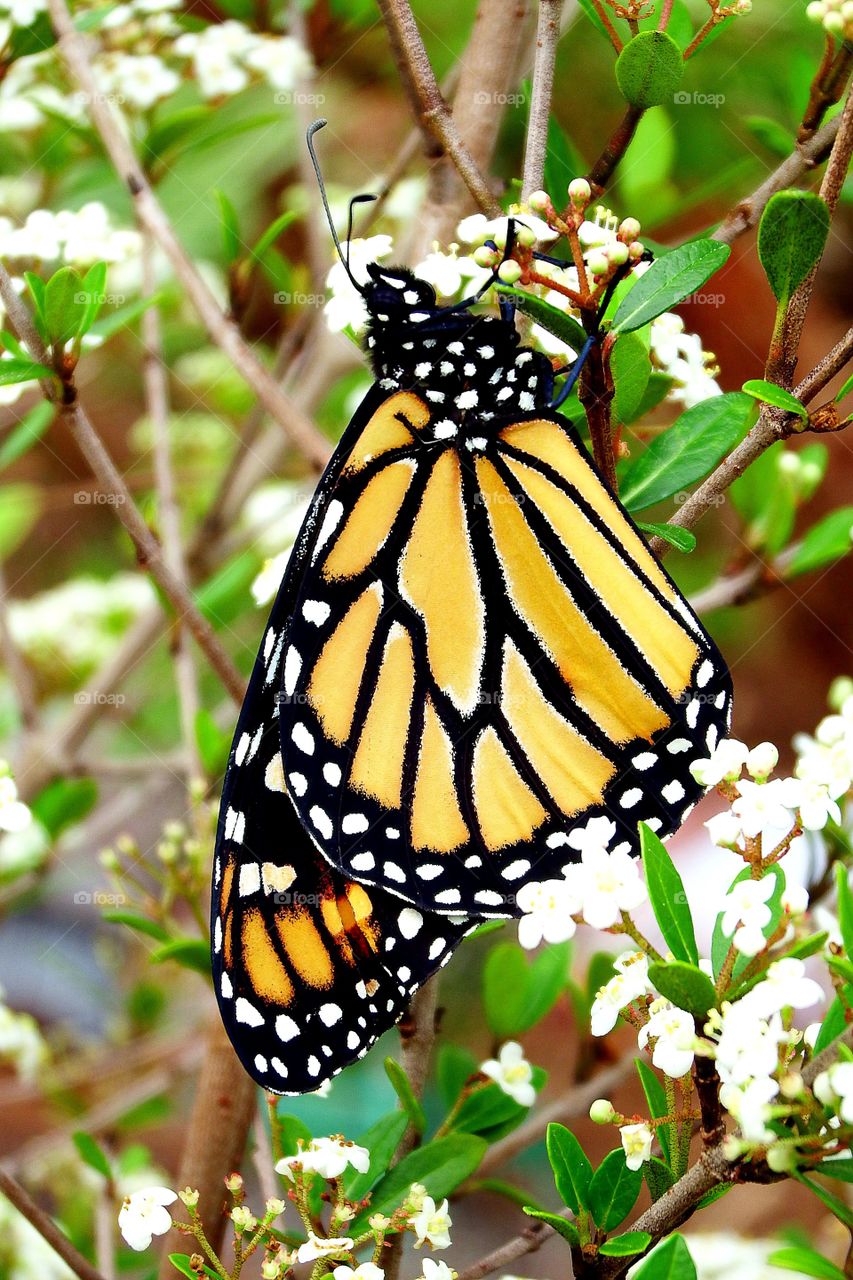 Monarch butterfly.
