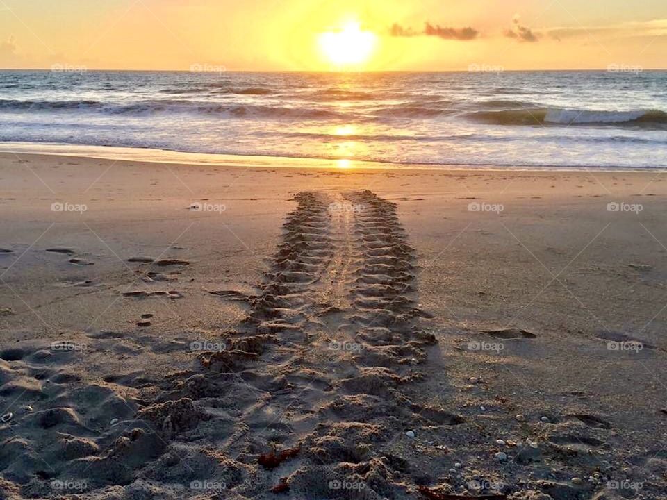 Sea turtles. Turtle tracks. Sunrise. Nature.  Beach. Seashore. Color. Sky. Bright. Morning. Sea. 