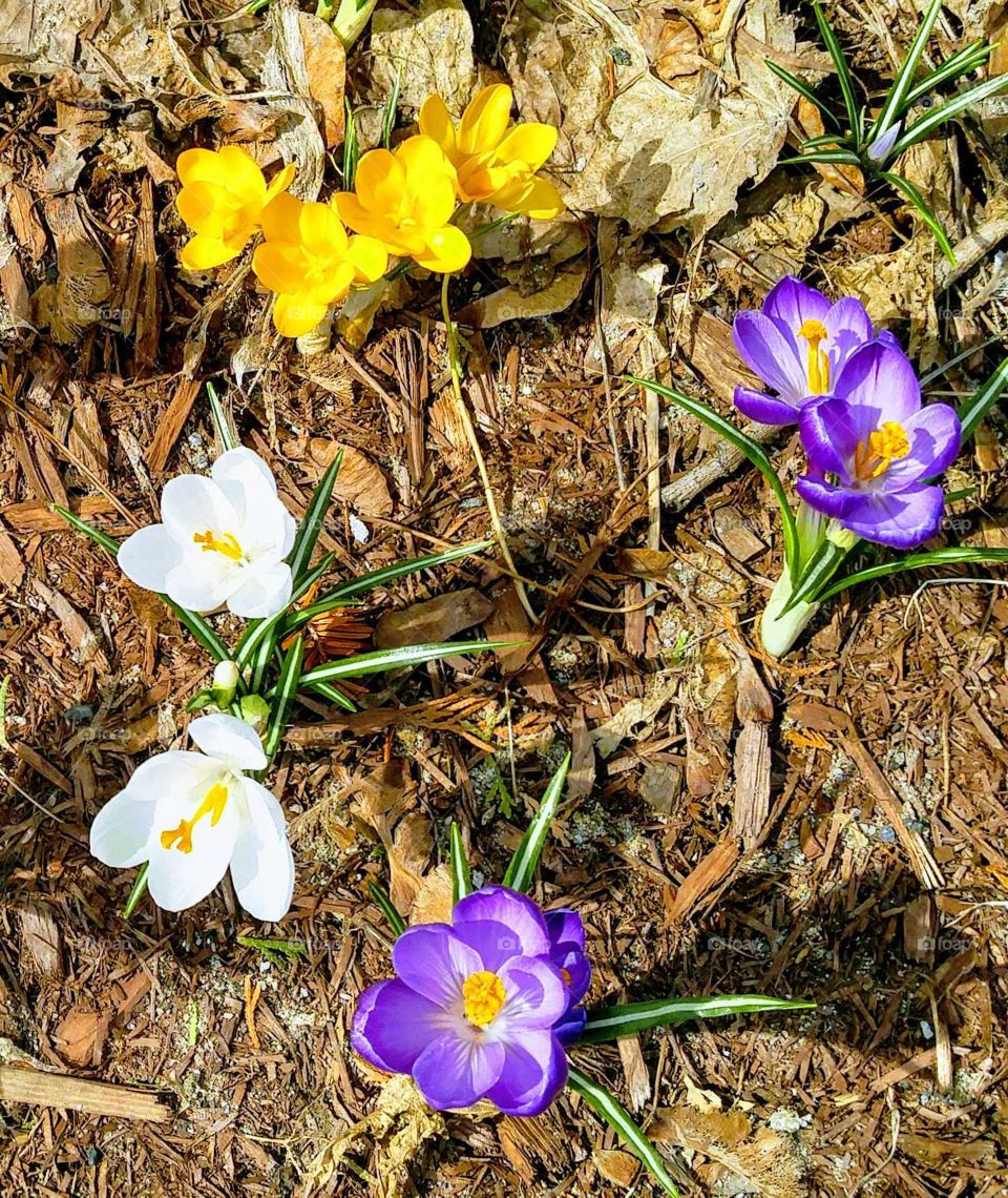 blooming crocus on a sunny spring day