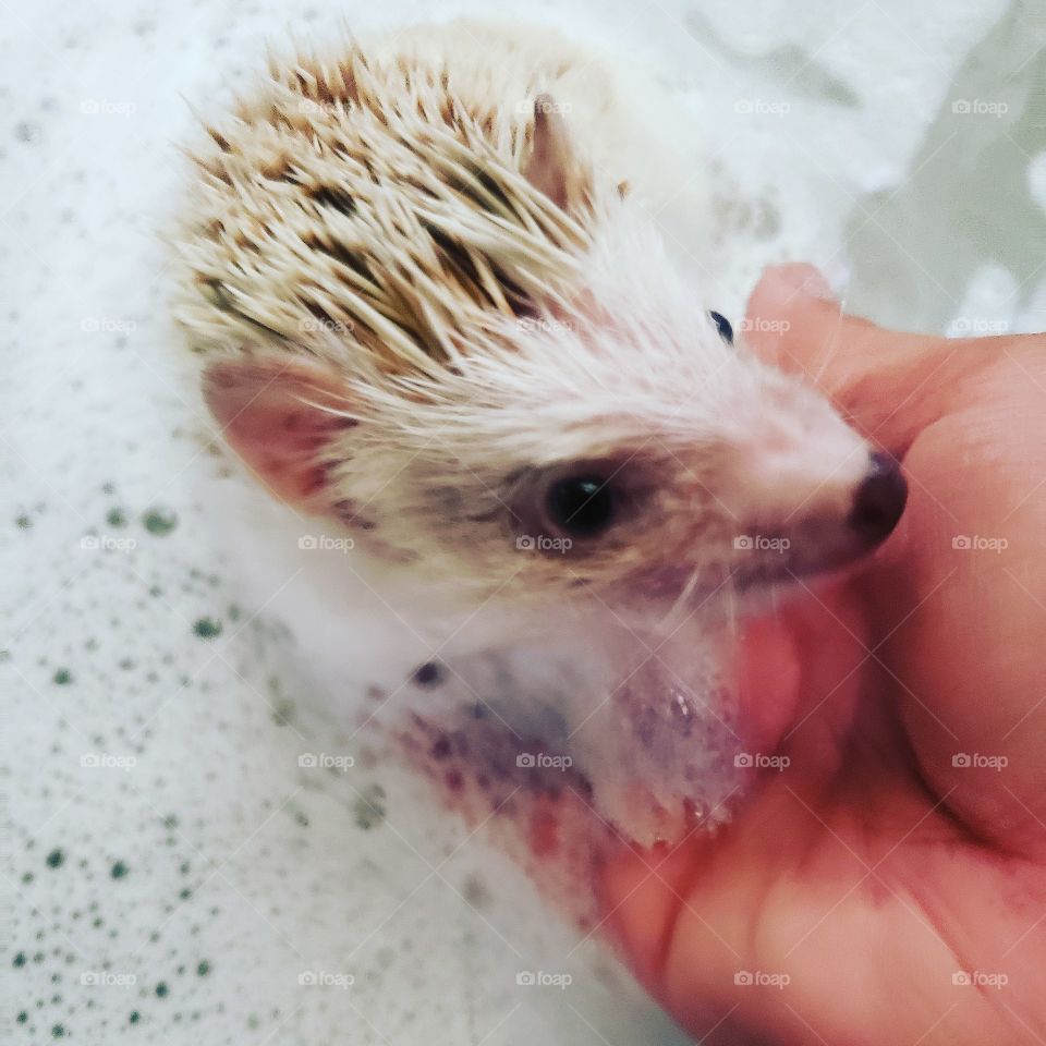 bath time for a hedgehog in a kitchen sink