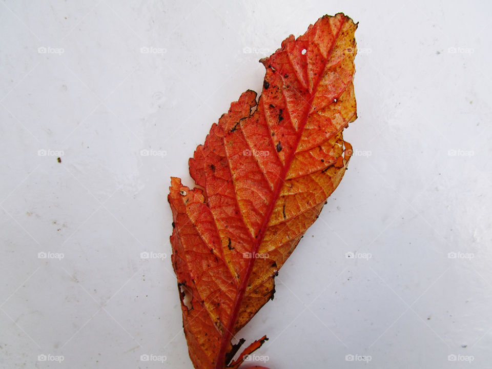 Autumn leaf 