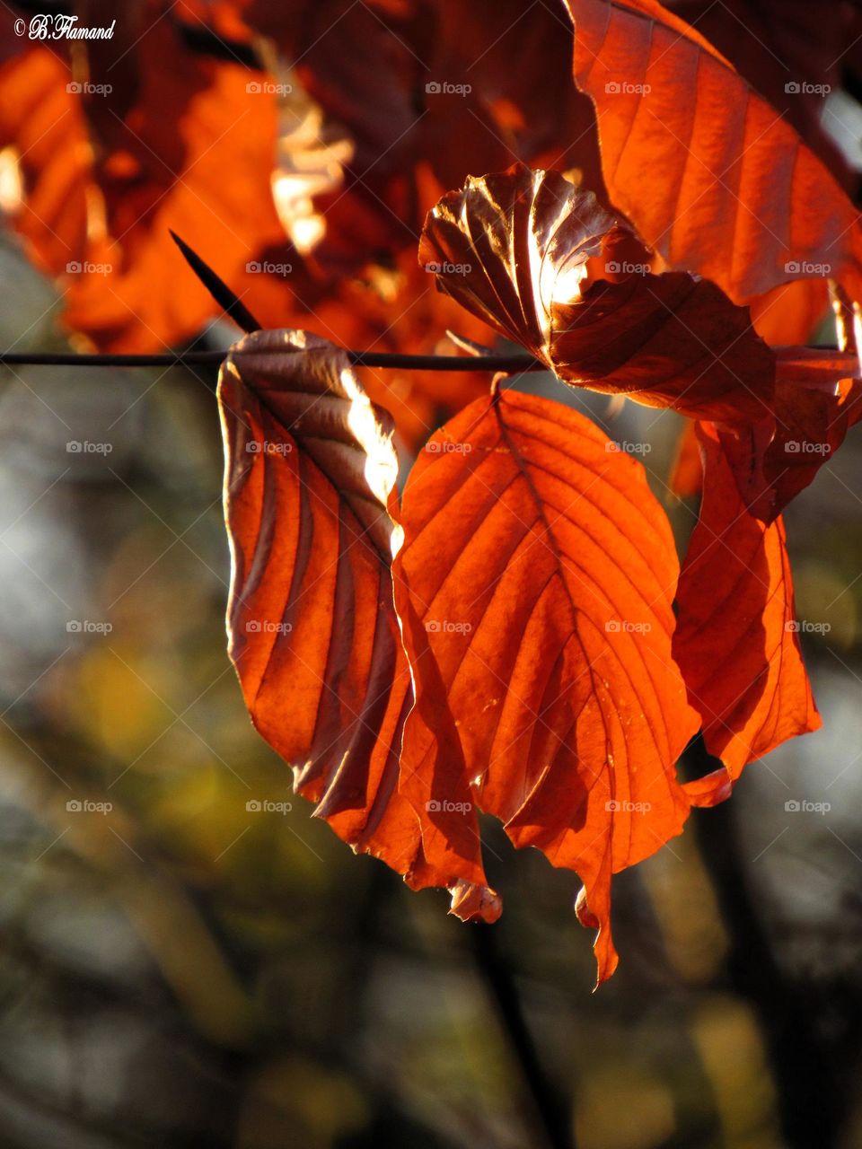 Winter leaves