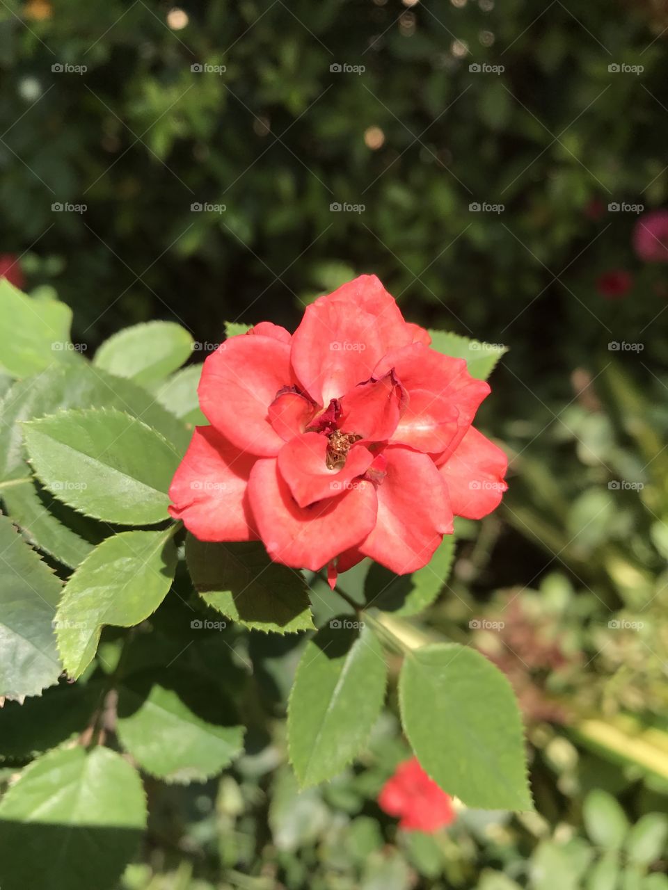 Rosa hybrida arrow1.gif (56 bytes) 