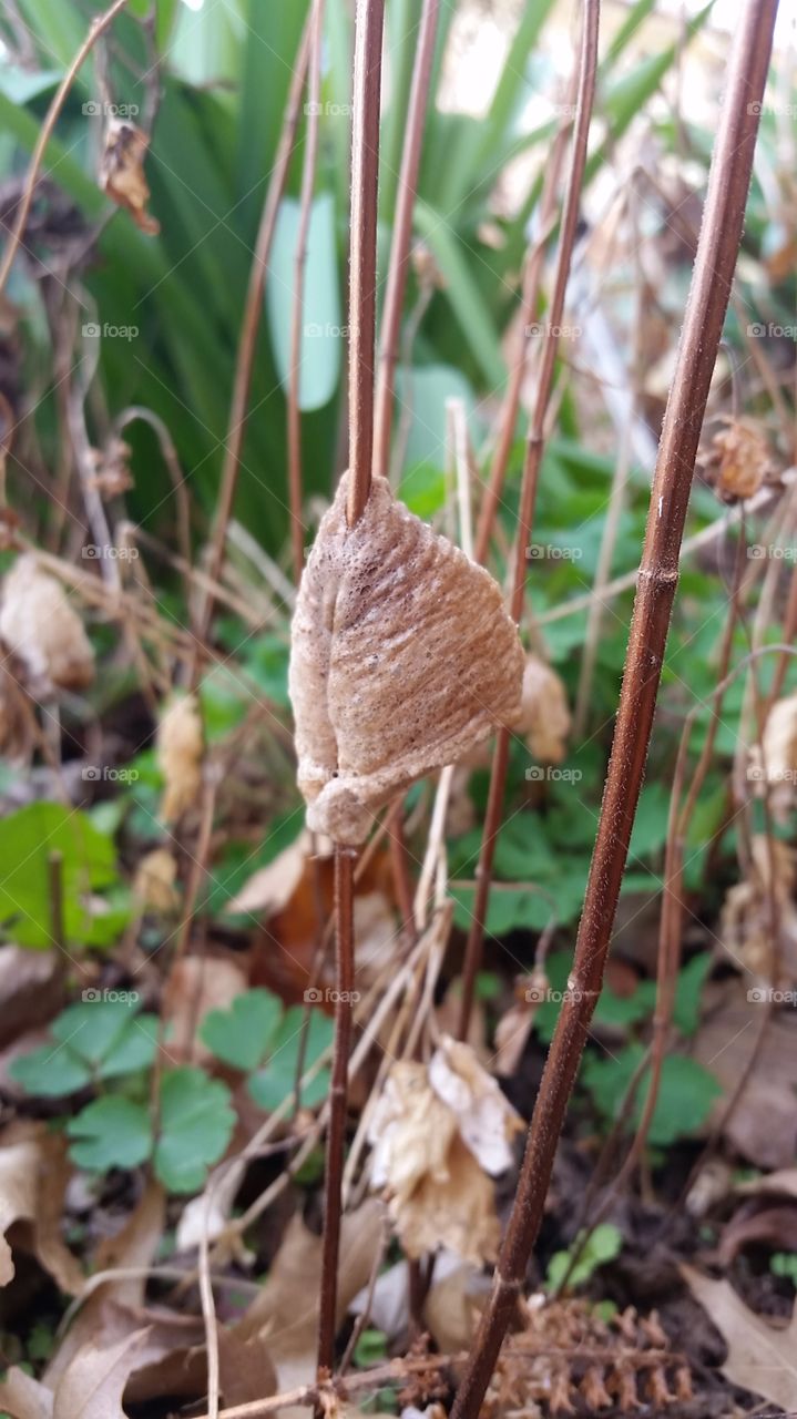 nest or cocoon on a dried flower stem.  Anyone know what it is?  from a Missouri yard.