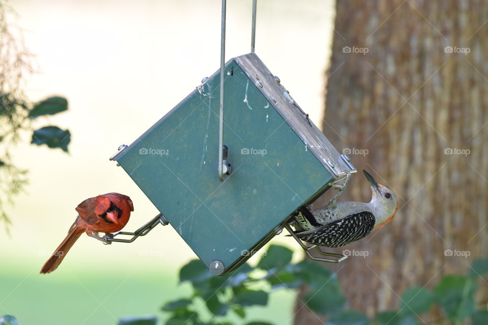 What the heck, crazy bird