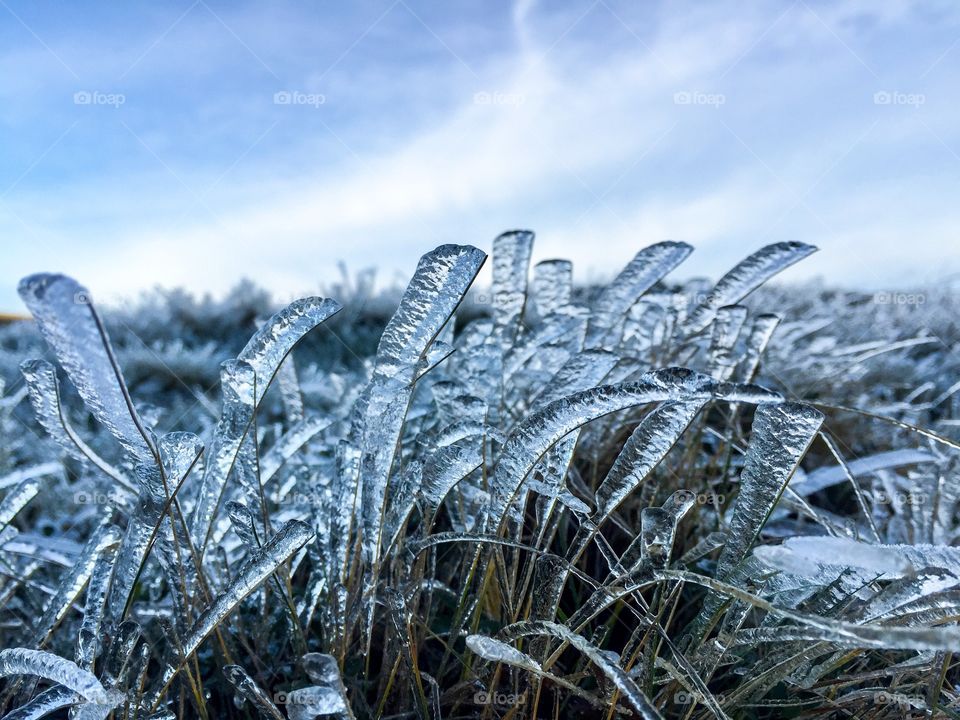 Frozen grass and blue sky