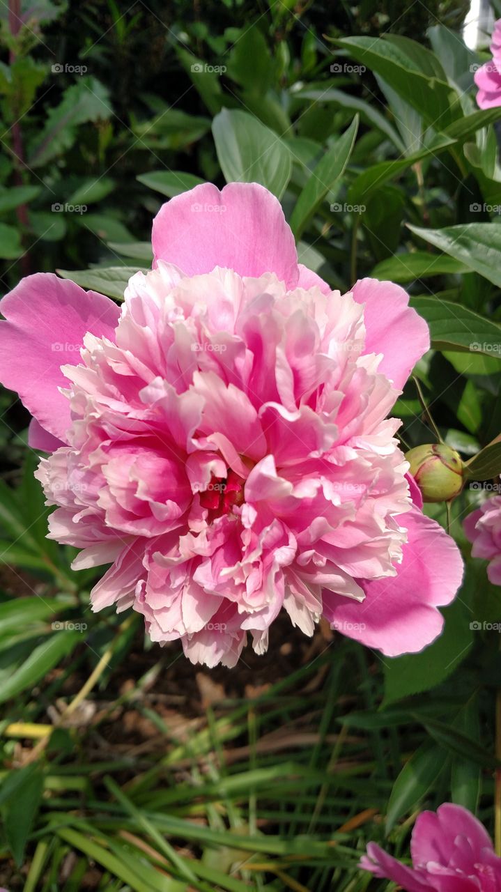 Lovely fragrant peoni bush