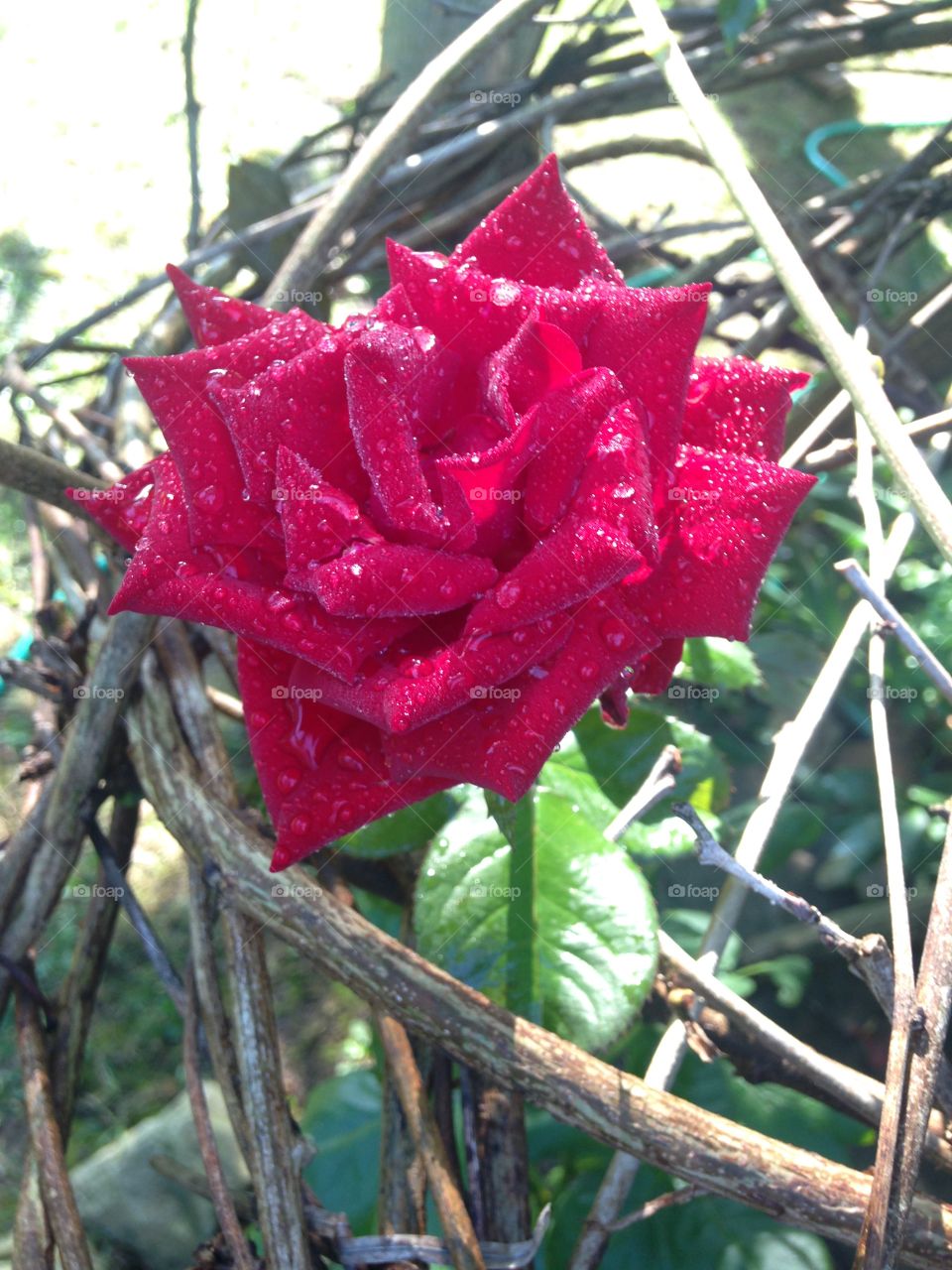 Dew covered rose in the morning 