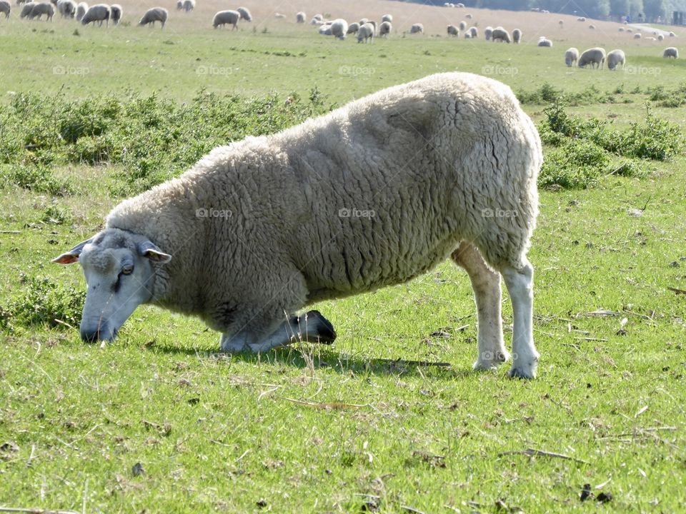 Sheep „sleep or eat „ ? 