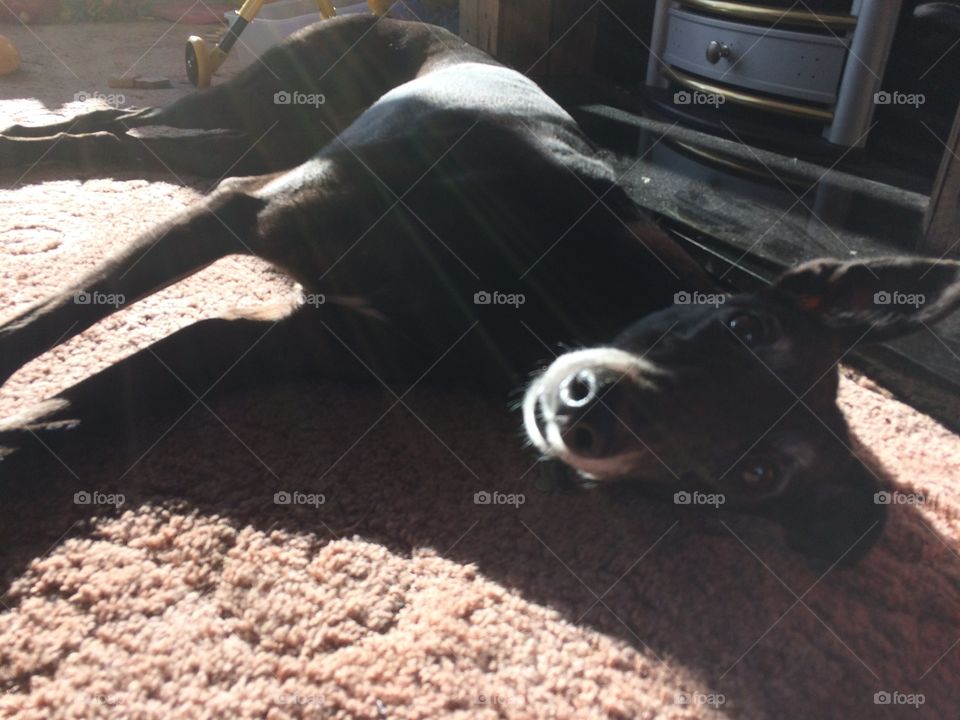 My 10 year old greyhound enjoying her spot in the sun, no matter what's going on around her or what is on the floor, if the sun is there, she is there. 