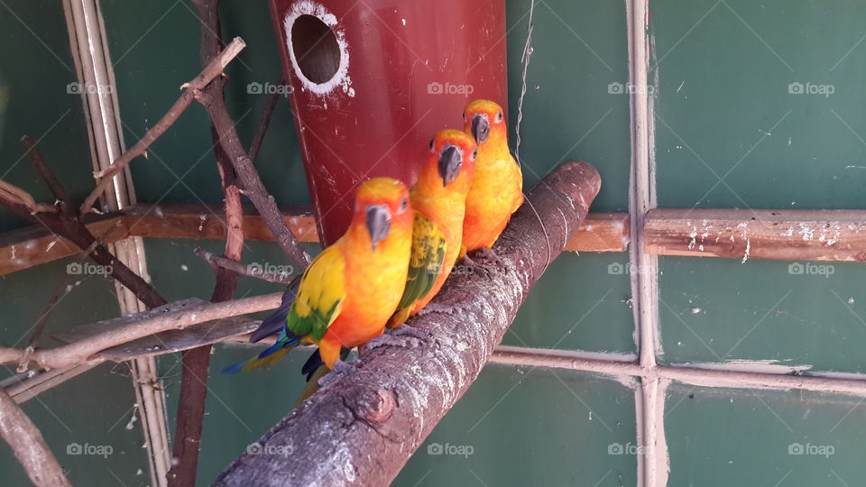 Sunconures. 3 of the cheeky birds that seem to all hate me for some reason