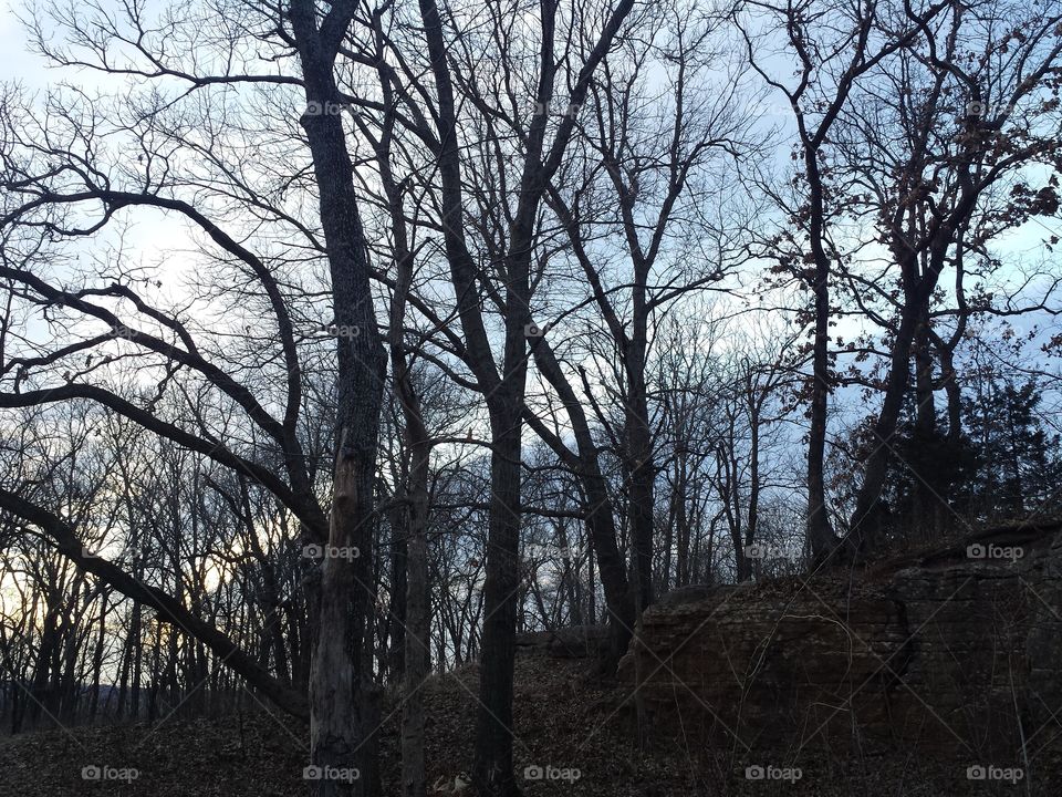 View of bare trees in the forest