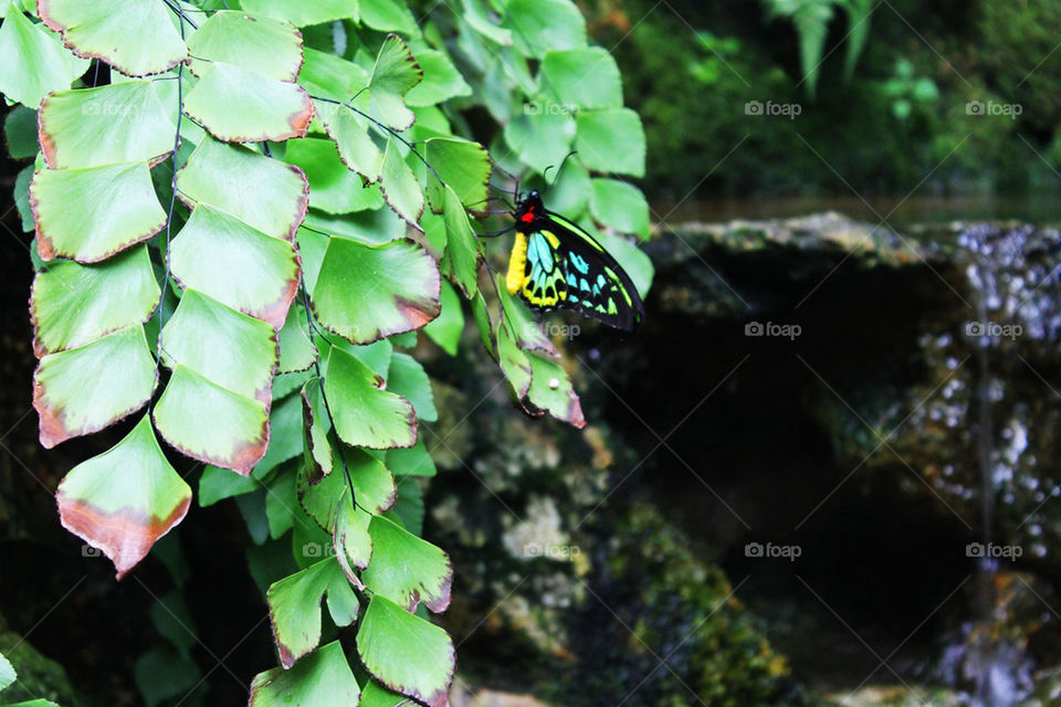 Butterfly Rainforest