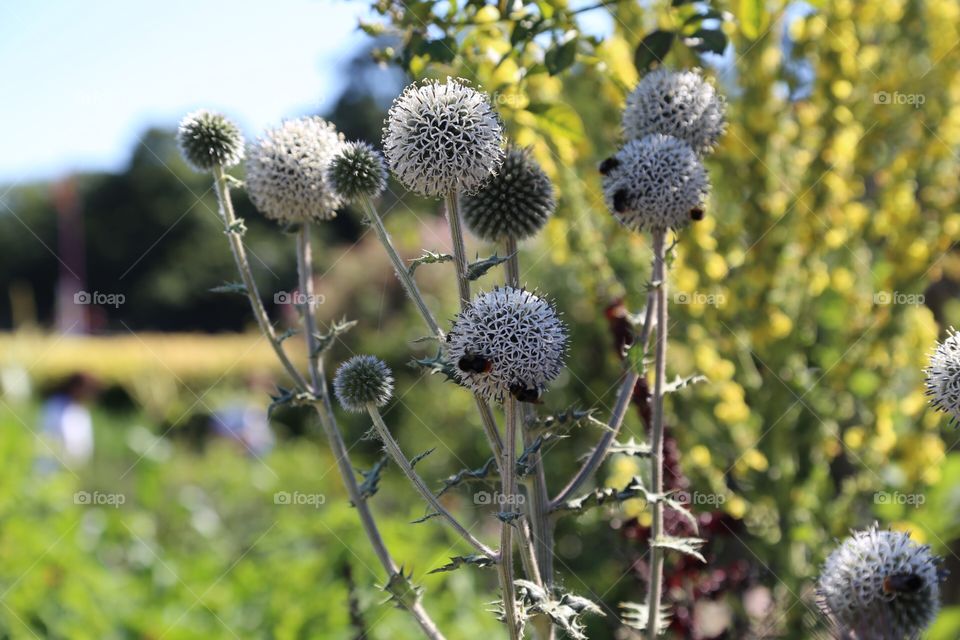 Thistles and bumblebees 