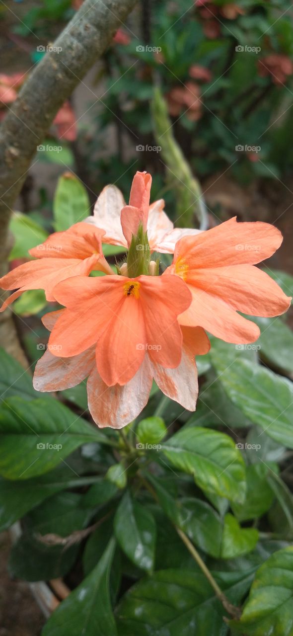 Crossandra infundibuliformis is a species of flowering ornamental plant