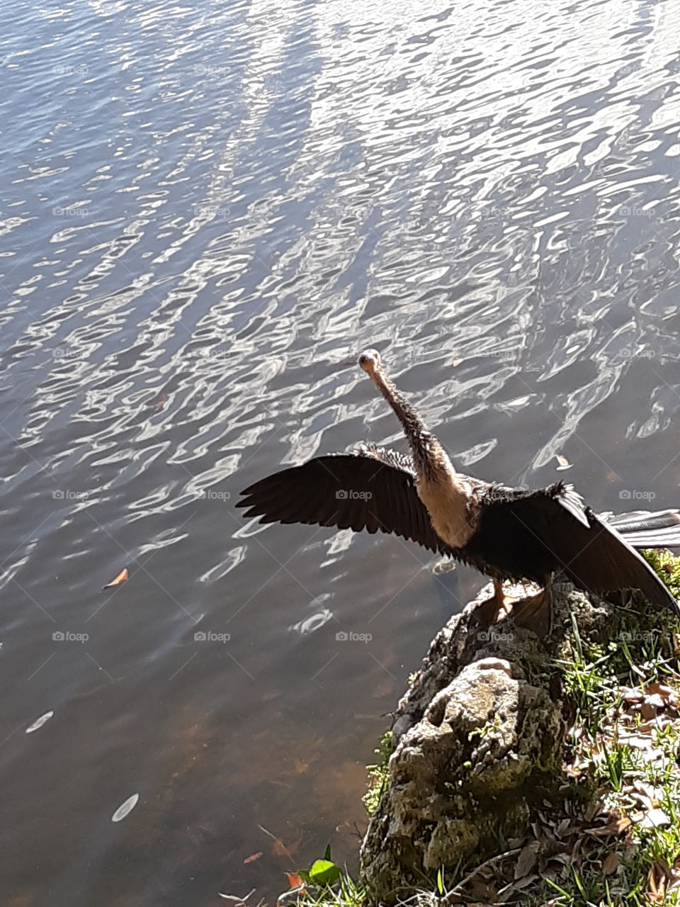 Snakebird or Anhinga taking the Sun.