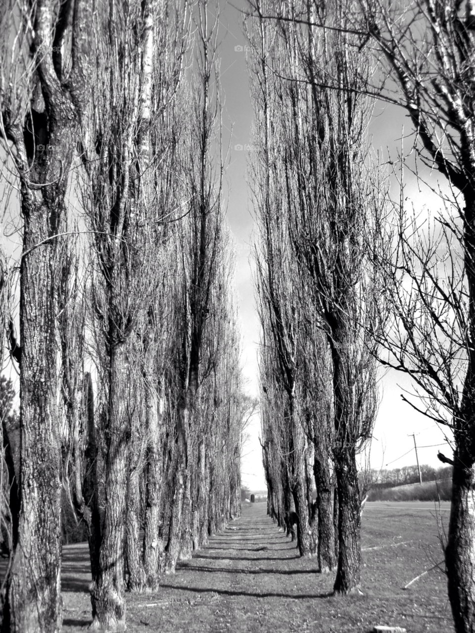 trees black-and-white decorative trees parallel trees by lagacephotos