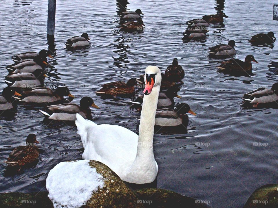 Swan and Ducks in Denmark
