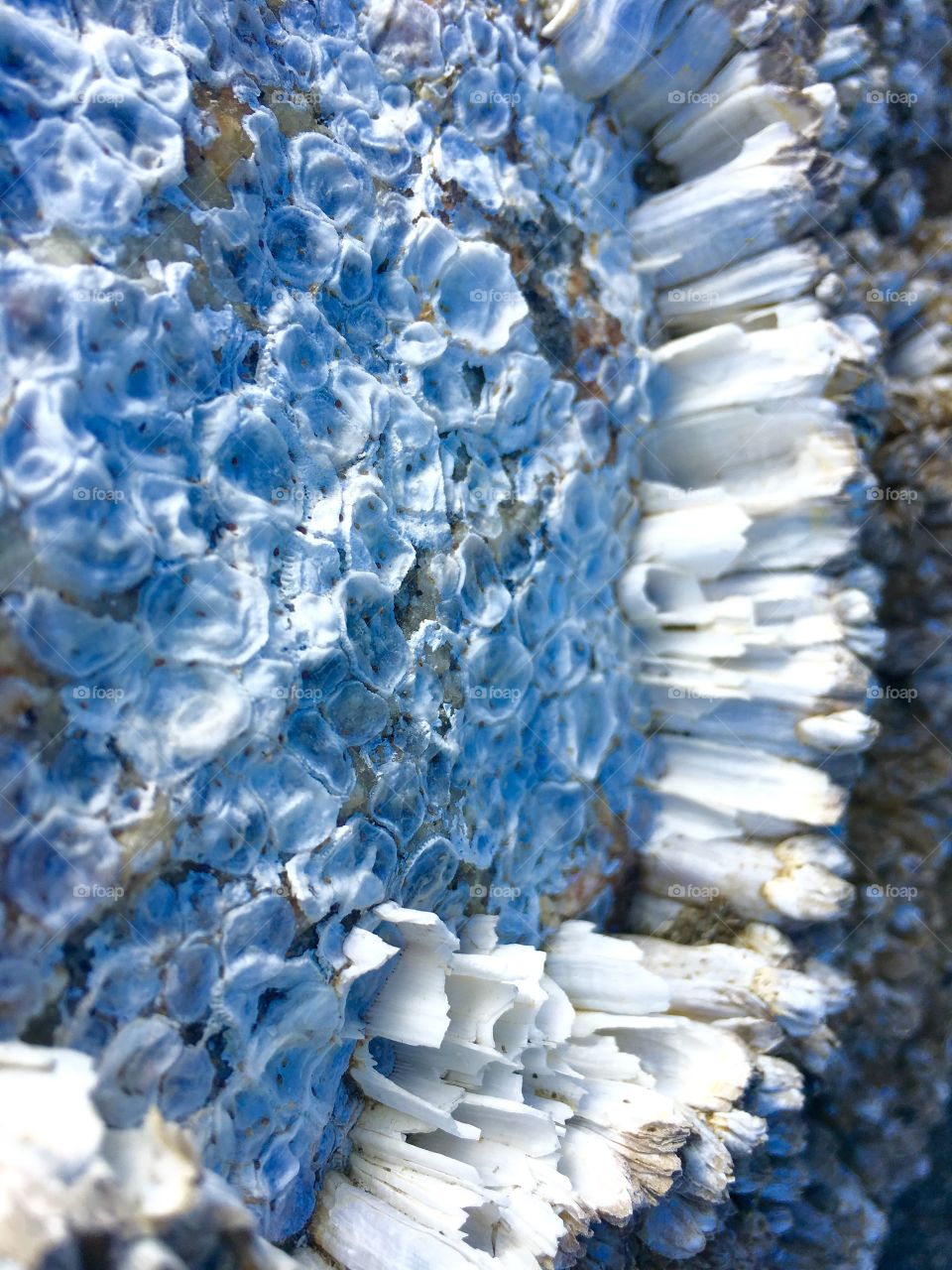 Broken and tattered ocean barnacle