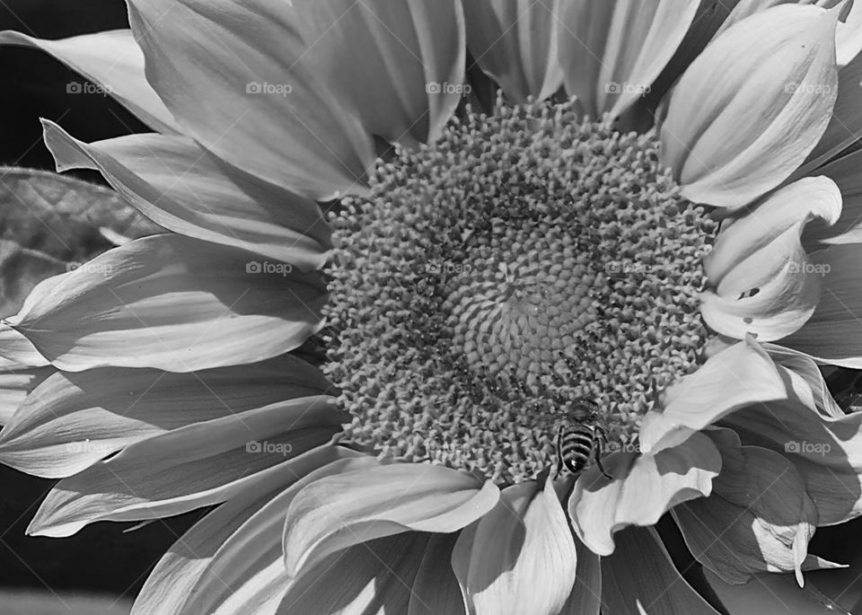 Sunflower & Bee B&W. Filoli Gardens, Woodside CA