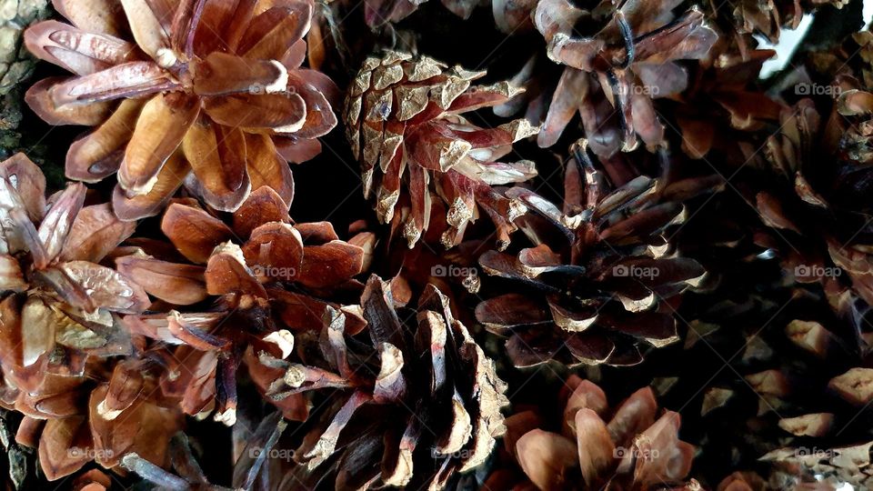 Dry pine cones