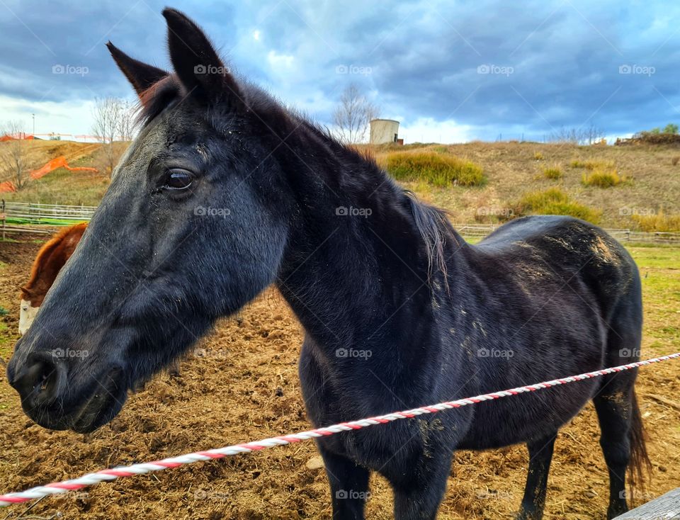 black horse on the prairie