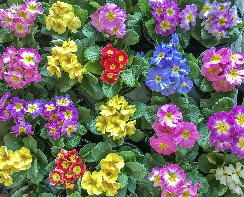 Primroses are among the first flowers of spring, and bedding plants can be purchased in stores in February and March 