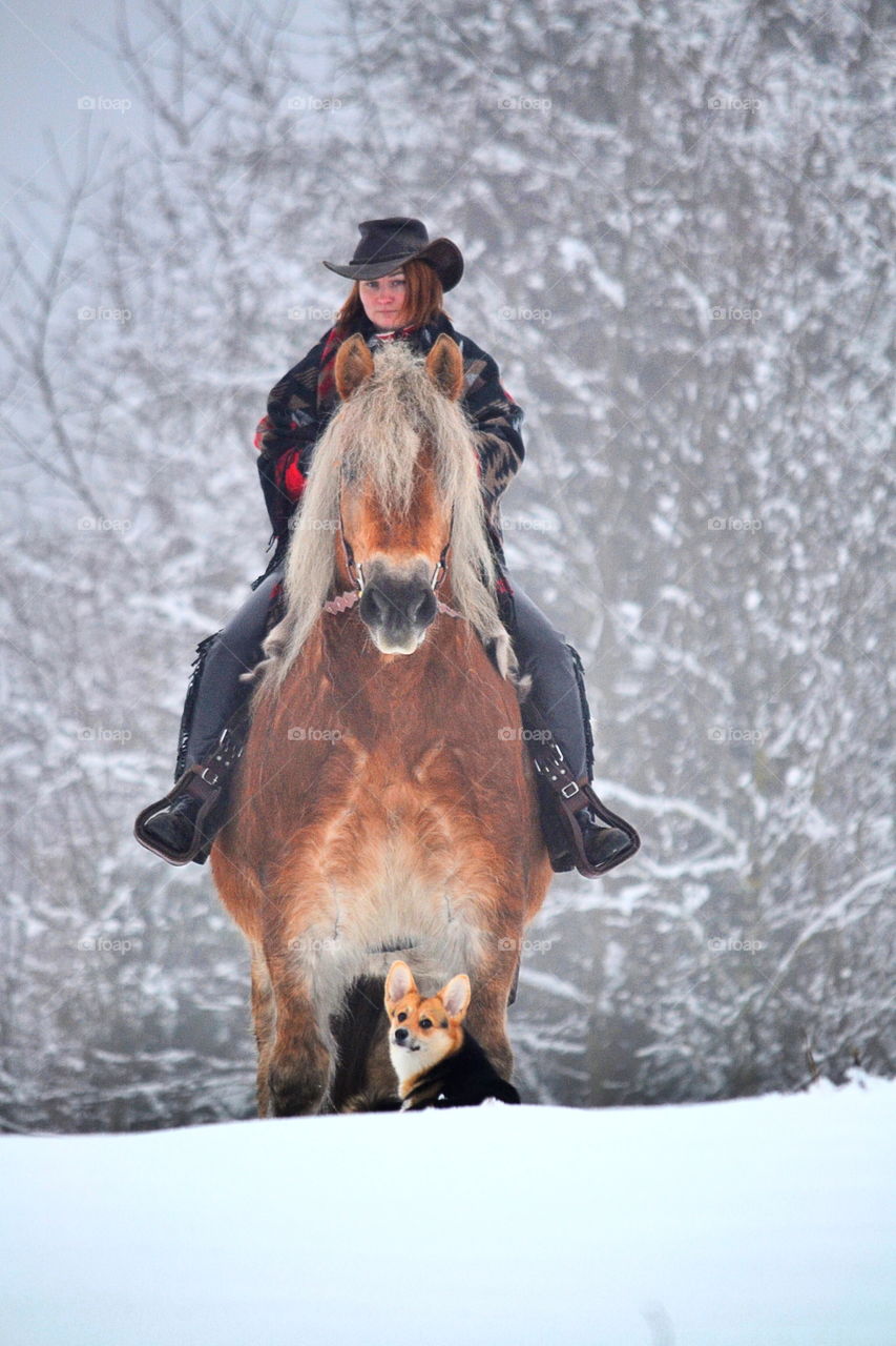 Beautiful horse and a rider