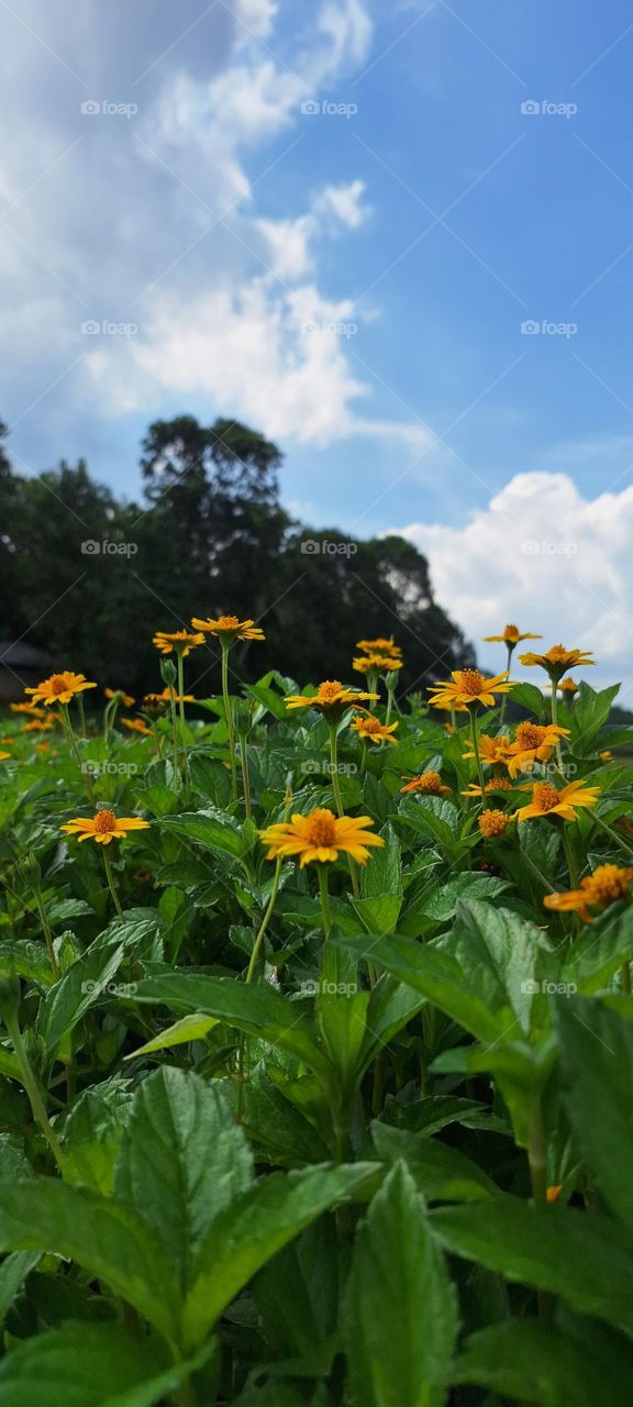 kammal flowers