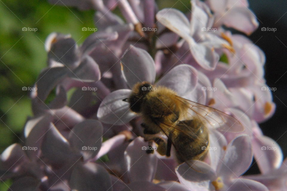 bee on purple flower closeup