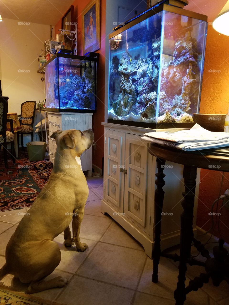 Fawn pitbull dog sitting and watching fish swim in an indoor fish tank in a living room
