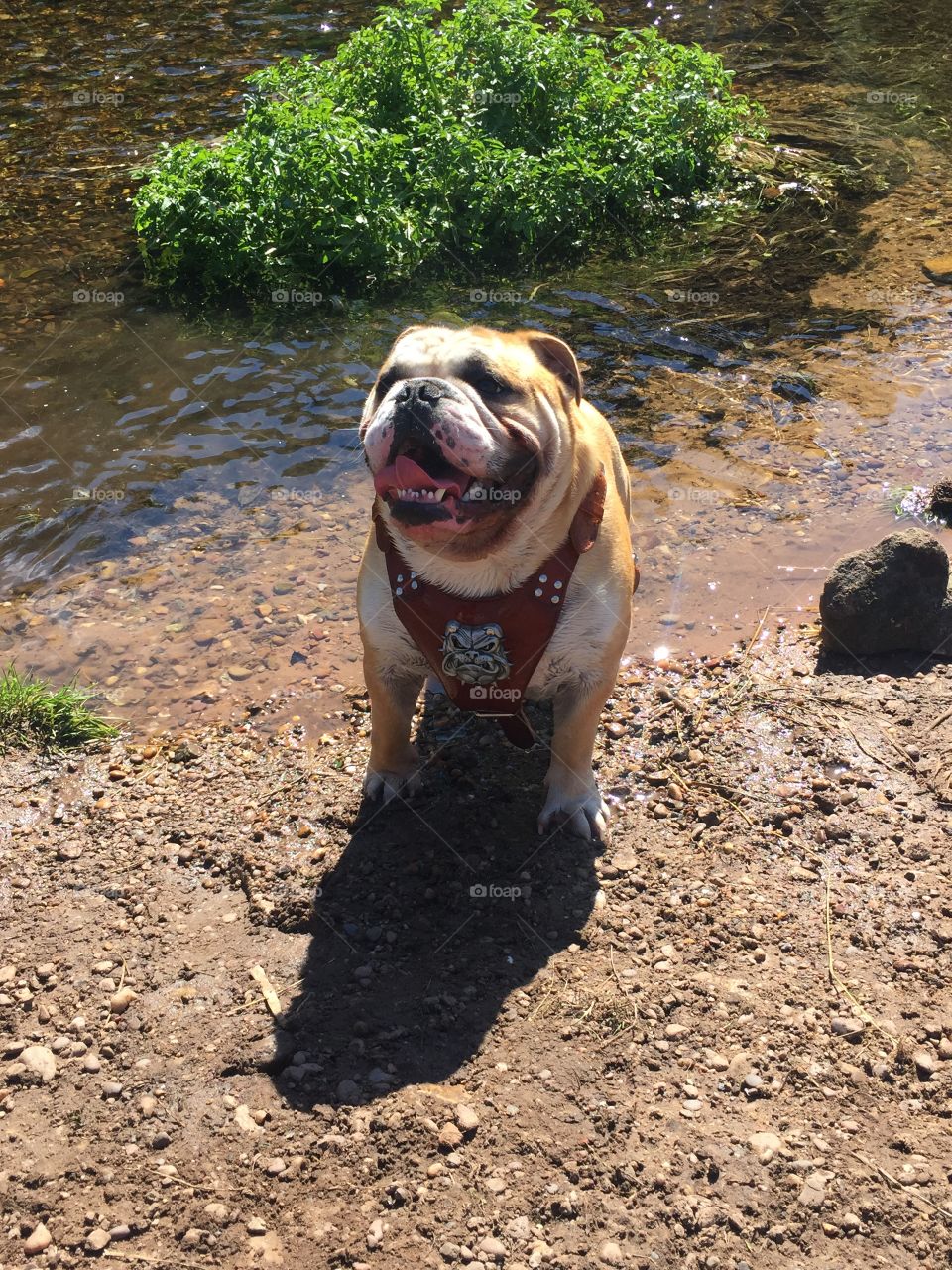 Bulldog smiling he's swimming 