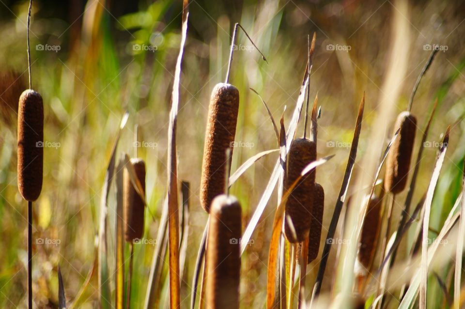 Cattails