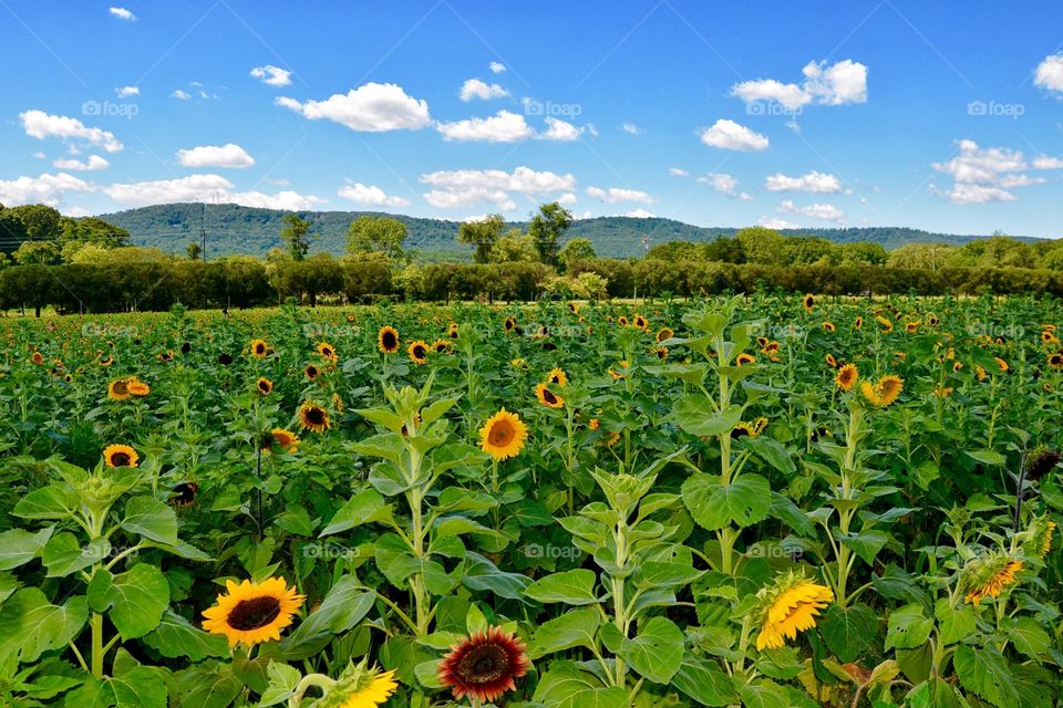 Field of sunflowers 