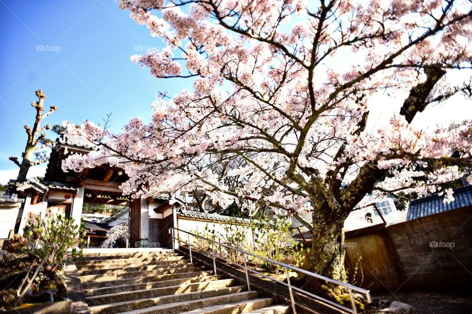 Sakura in Arima Onsen