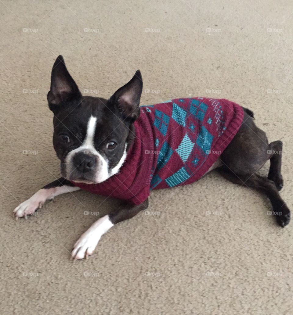 Chillin in her sweater