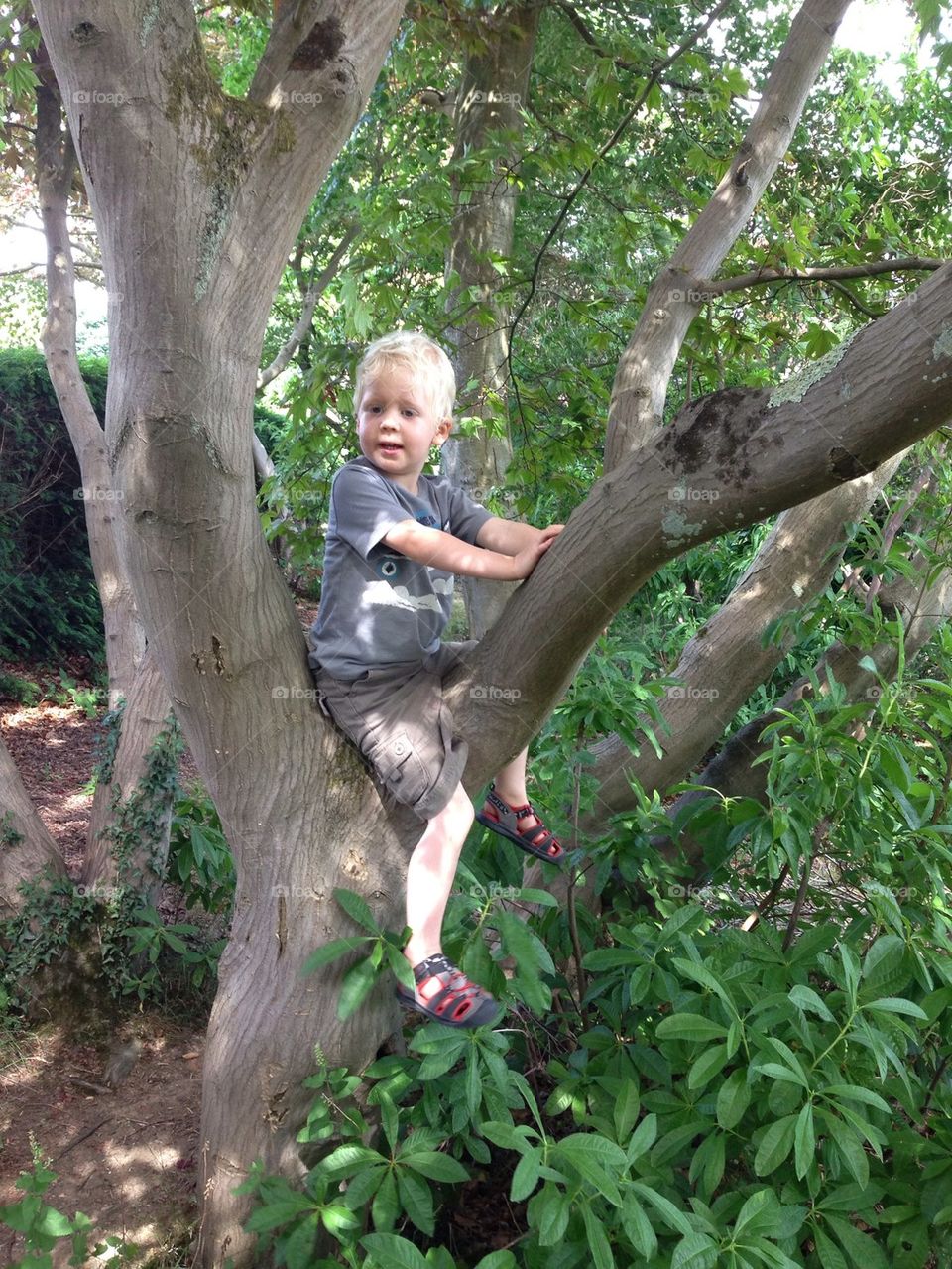 Tree climbing