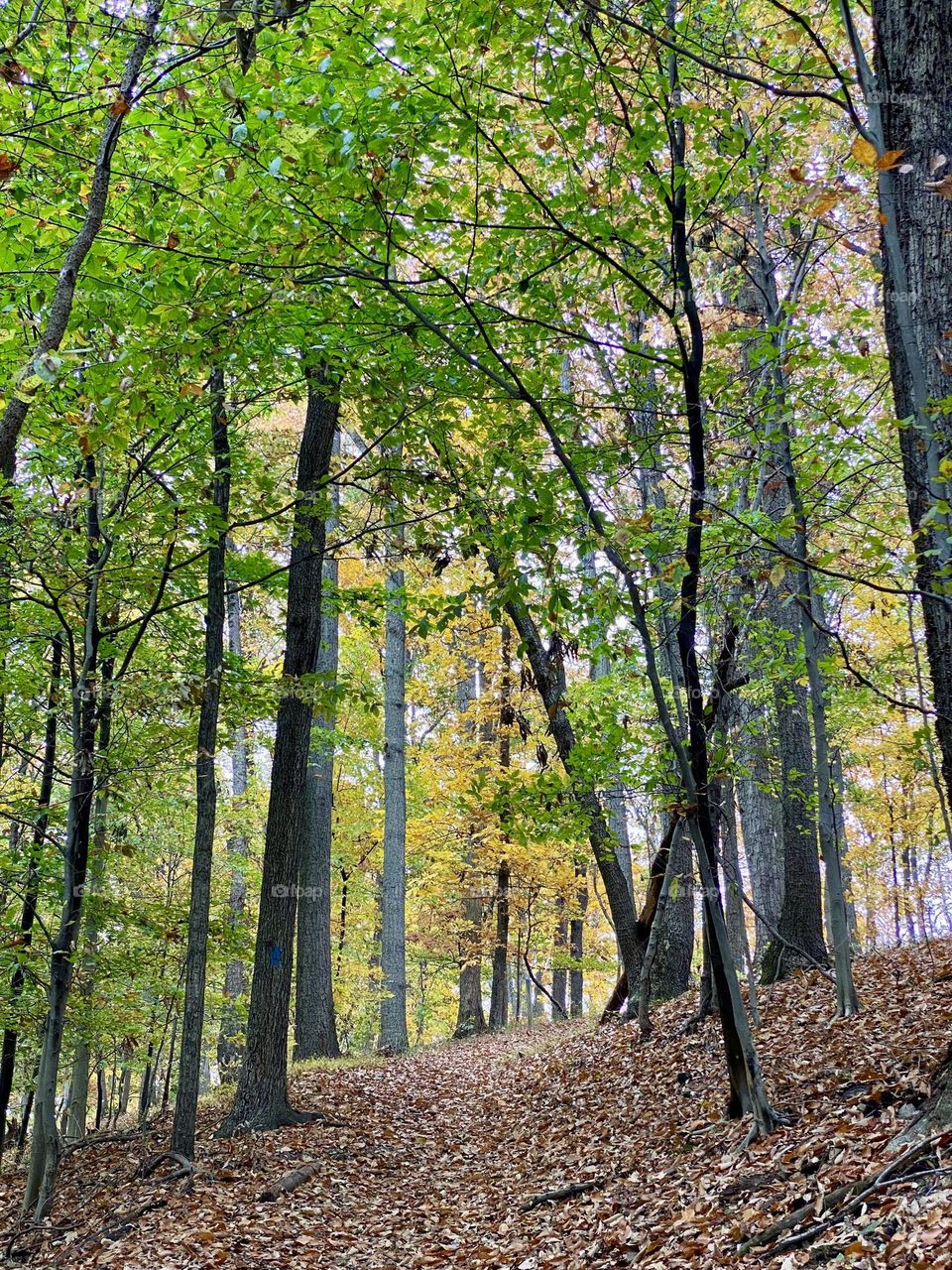A hillside path through the woods covered in leaves