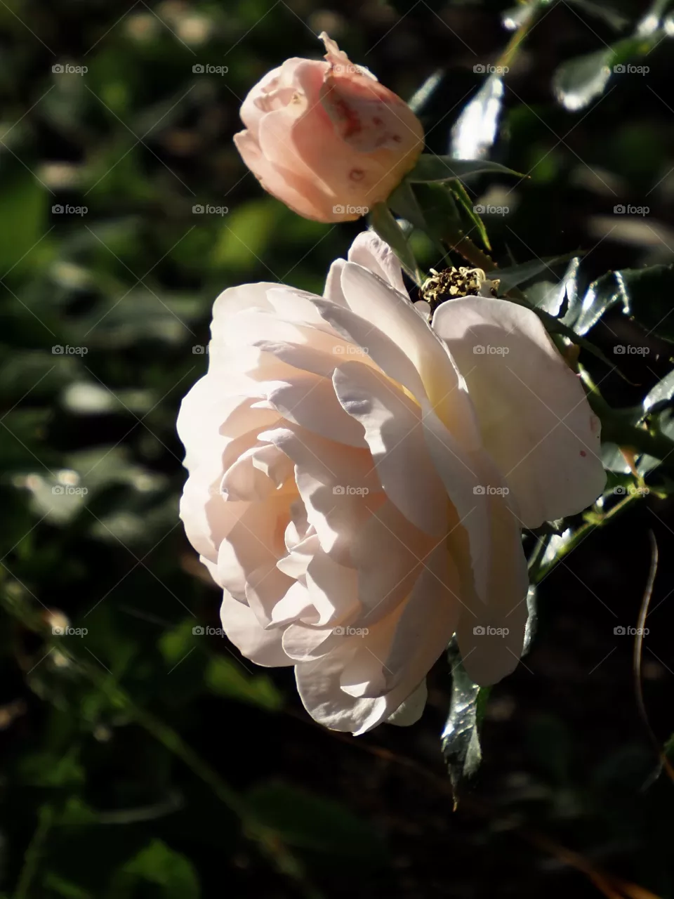 Sunlit and creamy