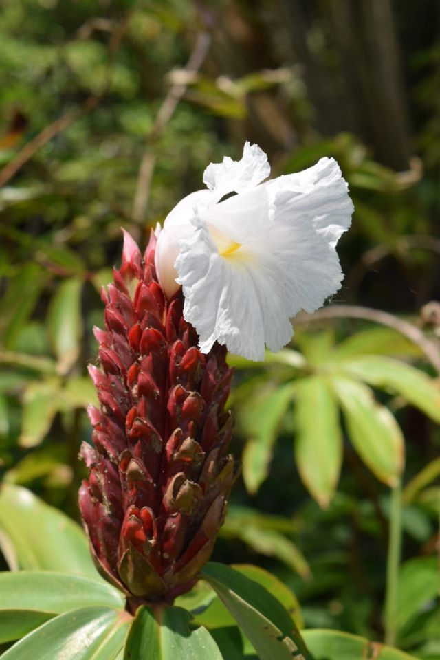Flower Mauritius 
