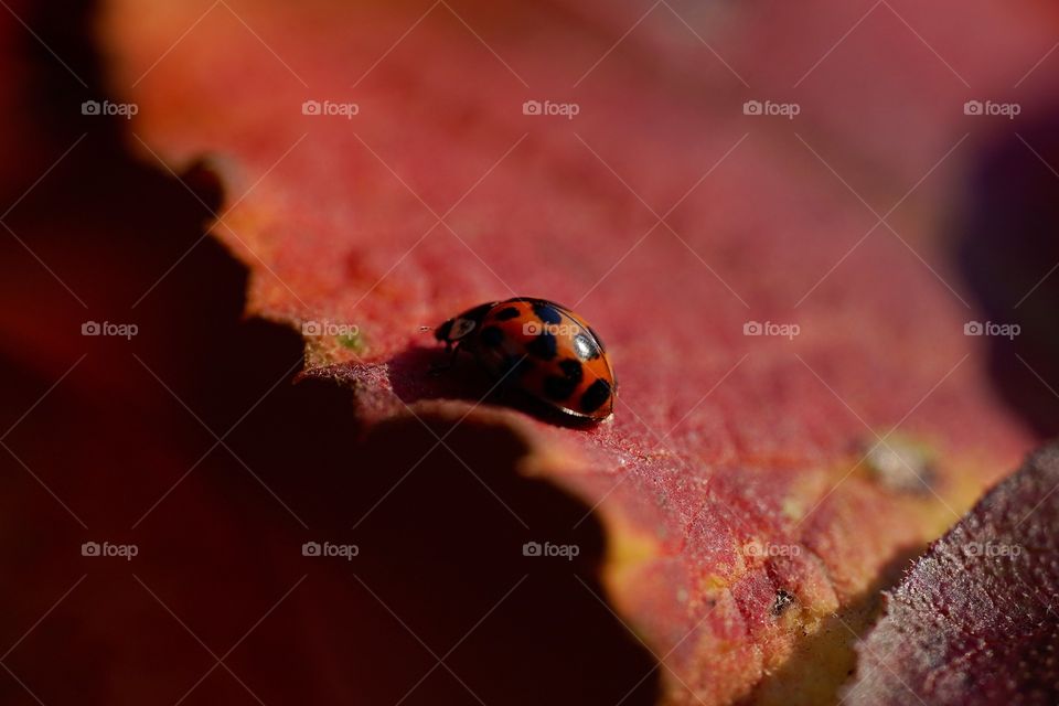 ladybug